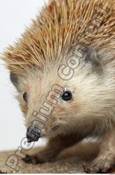 Head Hedgehog